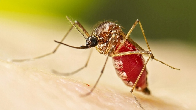 Chikungunya là bệnh truyền nhiễm do virus chikungunya gây ra, lây lan qua vết đốt của muỗi Aedes aegypti. Ảnh: CDC.