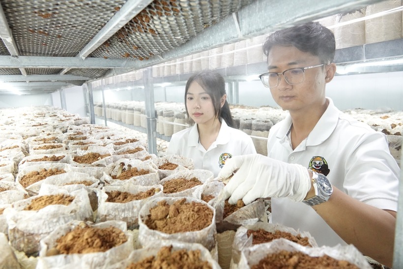 Mỗi ngày, anh Thái thu hoạch khoảng 15 kg nấm mối đen. Ảnh: Thanh niên