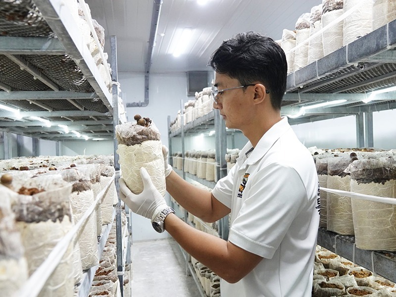 Bỏ việc ngân hàng, 9X Cần Thơ về quê “nuôi” nấm lạ, mỗi năm bỏ túi hơn 200 triệu nhẹ tênh Bỏ việc ngân hàng, 9X Cần Thơ về quê “nuôi” nấm lạ, mỗi năm bỏ túi hơn 200 triệu nhẹ tênh