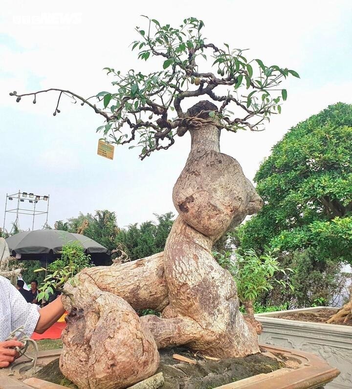 Cây cóc bonsai này là của ông P.V.T  được định giá lên tới cả trăm triệu đồng. Đáng nói là trước khi có giá cao ngất như thế, cây cóc không được chú ý vì chỉ là loại cây ăn quả bình thường, mọc nhan nhản ở các vùng quê. Do thân cây cóc khá giòn, lại cao lớn, đồ sộ nên không thích hợp làm cảnh. Việc biến cây cóc thành bonsai lại càng là điều không tưởng.Thế nhưng, dưới con mắt tinh tường, ông T. vẫn nhìn ra hình dáng tự nhiên kỳ quái, lạ mắt, rất phù hợp để trở một "siêu phẩm" cây cảnh. Và dưới bàn tay khéo léo cùng sự sáng tạo của ông, cây "cóc ghẻ" đã trở thành bonsai đắt đỏ.