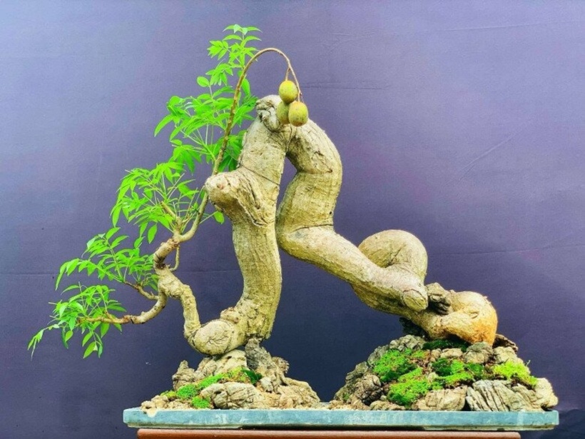 Quả cóc là loại trái cây quen thuộc, có vị chua ngọt hấp dẫn, đặc biệt được các chị em văn phòng yêu thích. Cây cóc thường được trồng ở trước sân vườn hoặc ven đường để làm cảnh hoặc thu hoạch quả. Nhưng ít ai biết rằng, cây cóc còn được uốn nắn, chăm sóc thành bonsai với nhiều hình thù độc đáo, có giá trị kinh tế cao. Mấy năm gần đây, bonsai cóc trở thành cây lạ được săn lùng trên thị trường cây cảnh bởi chúng vừa dễ trồng lại cho những chùm quả lúc lỉu, đẹp mắt.