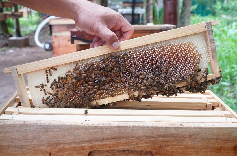 Anh Tùng là người nghiên cứu và xây dựng thành công mô hình nuôi ong tách tầng cho hiệu quả kinh tế cao. Ảnh: Nông nghiệp & Môi trường