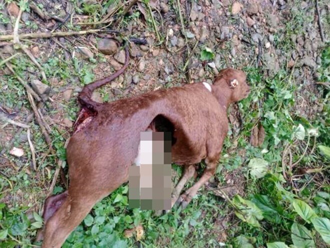 Sở Nông nghiệp và Môi trường cho biết hiện chưa đủ cơ sở để khẳng định nguyên nhân gia súc chết hàng loạt là do đàn chó sói hoang dã tấn công. Ảnh: Báo Lao Động.