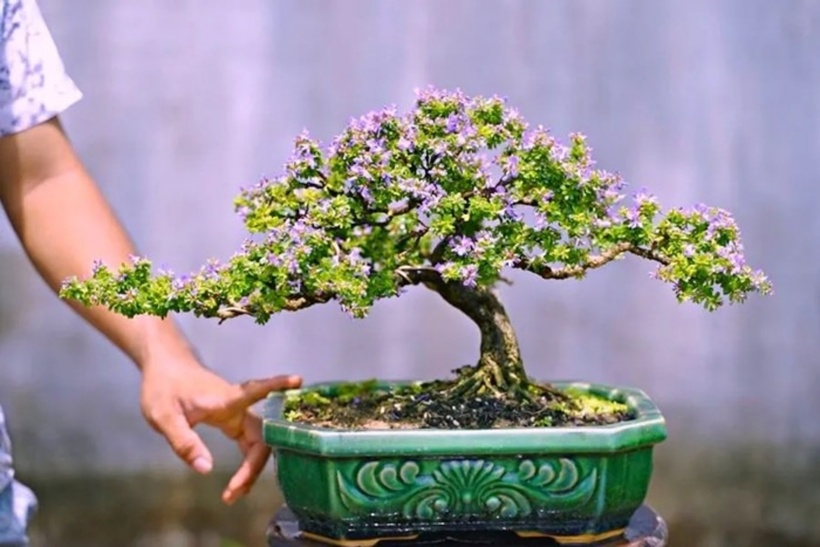 Từ loài cây dại mọc hoang ở khe suối, linh sam núi đã "lột xác" thành những chậu bonsai trị giá hàng triệu đồng.