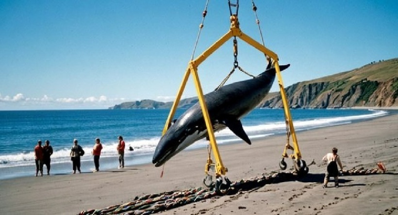 Một con cá voi răng thuổng đực dài 5m đã dạt vào bờ biển Otago, phía nam đảo Nam, New Zealand. Ảnh: gingerapple.