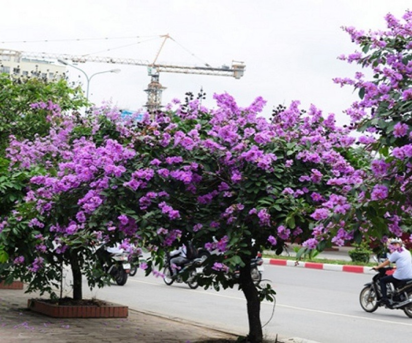 Cây Bằng Lăng có tên khoa học là Lagerstroemia speciosa (L.) Pers, là loài thực vật thuộc họ Tử Vi. Đây là loại cây trồng vốn có nguồn gốc từ Ấn Độ và hiện nay đang rất được phổ biến tại nhiều nước Đông Nam Á, trong đó có Việt Nam.