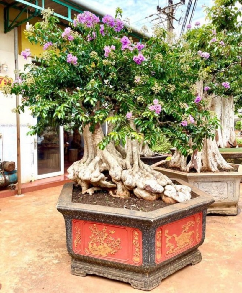 Khi còn non thì quả có màu xanh hơi tím nhạt, còn khi về già thì quả hóa màu nâu và vỏ ngoài trở nên cứng hơn trước. Tốc độ sinh trưởng của cây ở mức trung bình khá, chúng rất thích hợp với khí hậu nóng ẩm ở Việt Nam cho nên được trồng vô cùng phổ biến hiện nay.
