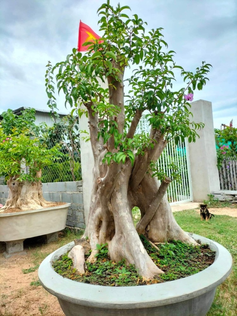 Hoa Bằng Lăng có nhiều màu sắc khác nhau, tuy nhiên ở nước ta thì hoa Bằng Lăng tím là phổ biến nhất. Chúng thường nở thành chùm trên ngọn cây, cánh hoa rất mỏng, mùa hoa xuất hiện chủ yếu là vào mùa hè.