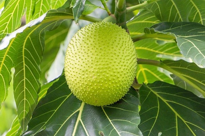 Thoạt nhìn bên ngoài, quả sa kê giống trái mít non.