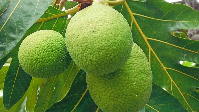 Quả sa kê.