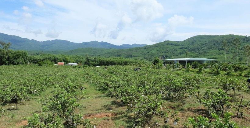 Vườn ổi lê rộng hơn 3,2ha đang cho thu hoạch 200kg mỗi ngày. Ảnh: Báo Đà Nẵng