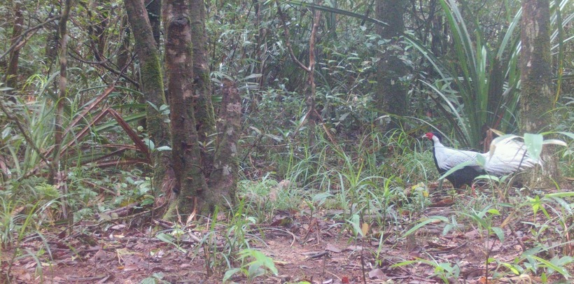 Thông thường, phải gần 2 năm tuổi, lông gà lôi trống mới thay màu. Đuôi gà trống khá dài, từ 40cm đến 80cm. (Ảnh: Ban Quản lý rừng đặc dụng Nam Quảng Trị)