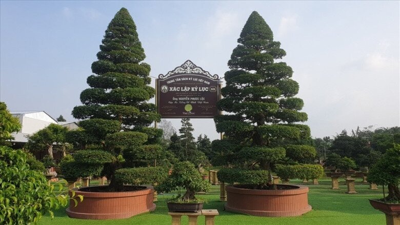 Cặp me được trả giá 10 tỷ đồng nhưng chủ nhân nhất quyết không bán. Ảnh: Tri Thức & Cuộc sống.