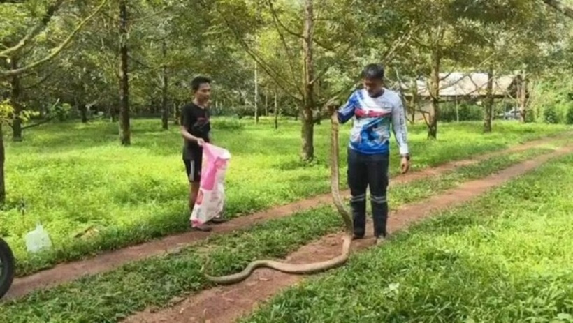 Con rắn hổ mang chúa khổng lồ dài 4 mét, nặng 8kg trong vườn sầu riêng.
