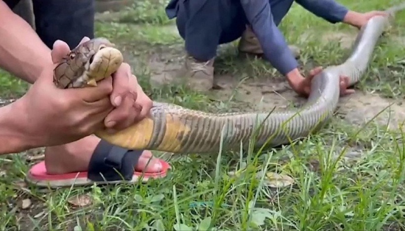 Con rắn hổ mang chúa nặng tới 7kg và dài 4,5 mét bị bắt ở nhà dân.