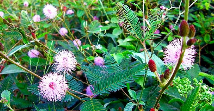 Từ một loại cây dại mọc hoang, cây hoa trinh nữ giờ đây đã được đưa lên chậu, trở thành những tác phẩm bonsai giá trị lên tới hàng triệu đồng, nhiều người tìm mua. Ảnh minh họa.