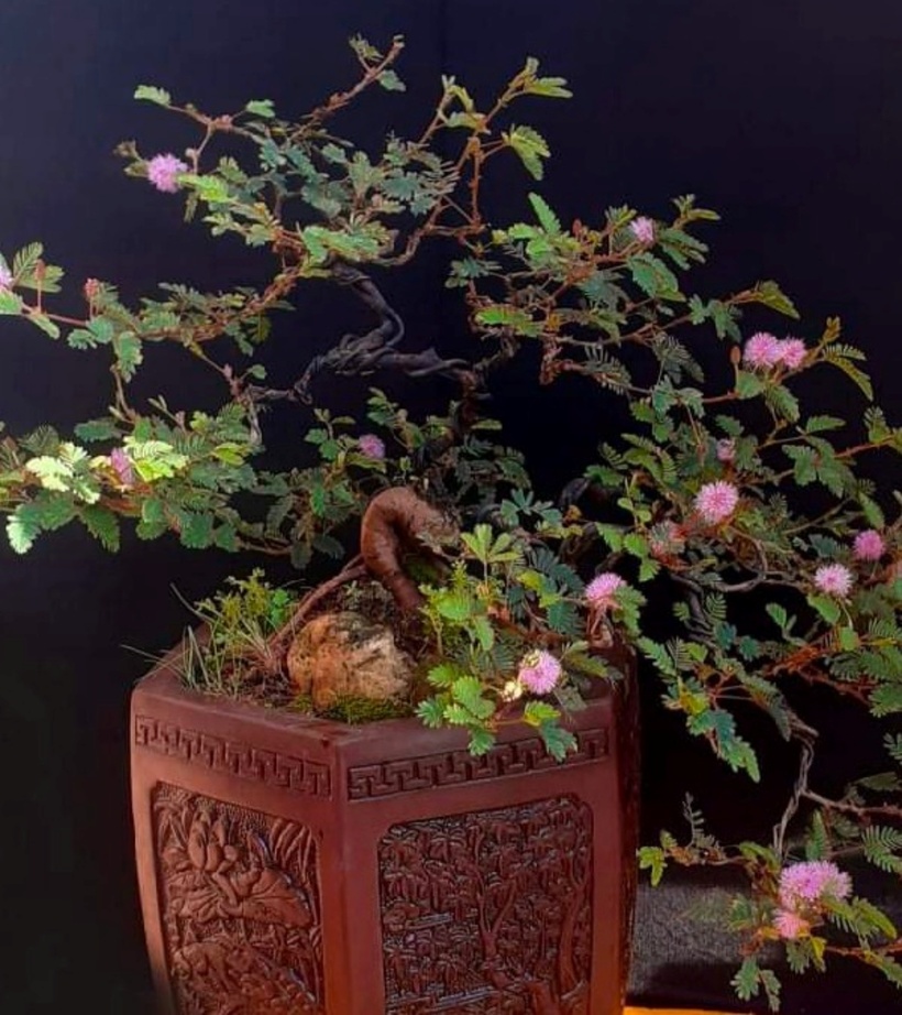 Bonsai hoa trinh nữ sau khi lên chậu. Ảnh: Tri Thức & Cuộc sống.