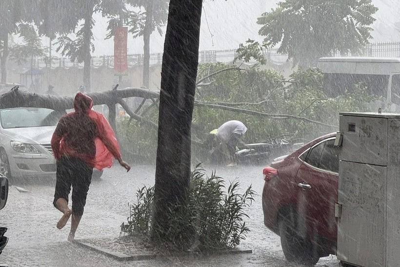 Một phần thân cây xanh bị đổ, đè trúng một ô tô và một người đi xe máy. (Ảnh: Dân trí)