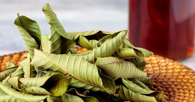 Nhai lá ổi hàng ngày giúp giảm các vấn đề tiêu hóa như đầy hơi, tiêu chảy và táo bón.