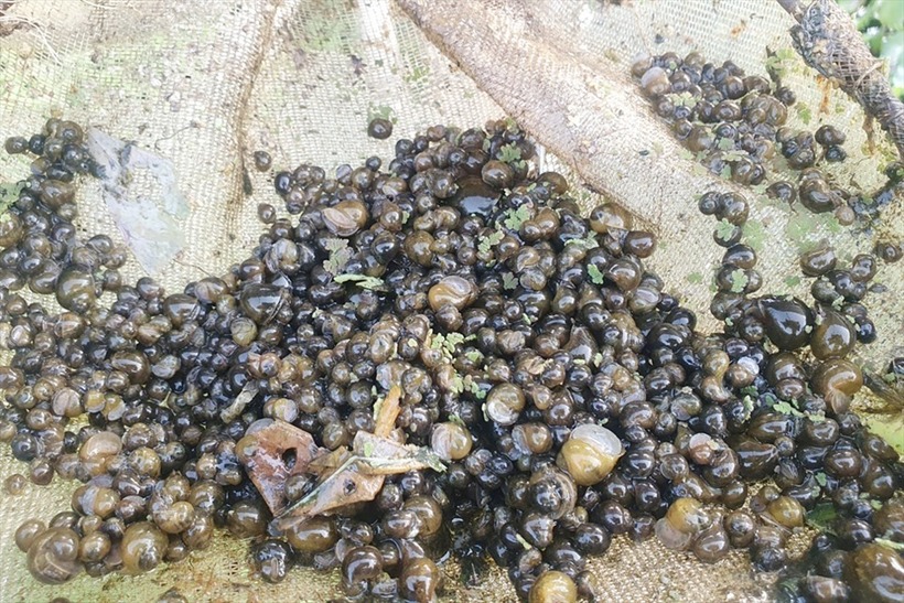 Ốc bươu đen đem lại thu nhập tốt cho gia đình anh Sỹ. Ảnh: Lao động