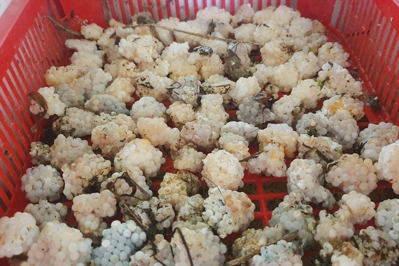 Những chùm trứng ốc mà anh Sỹ gom lại để cho vào lò ấp, tạo ra ốc giống. Ảnh: Lao động