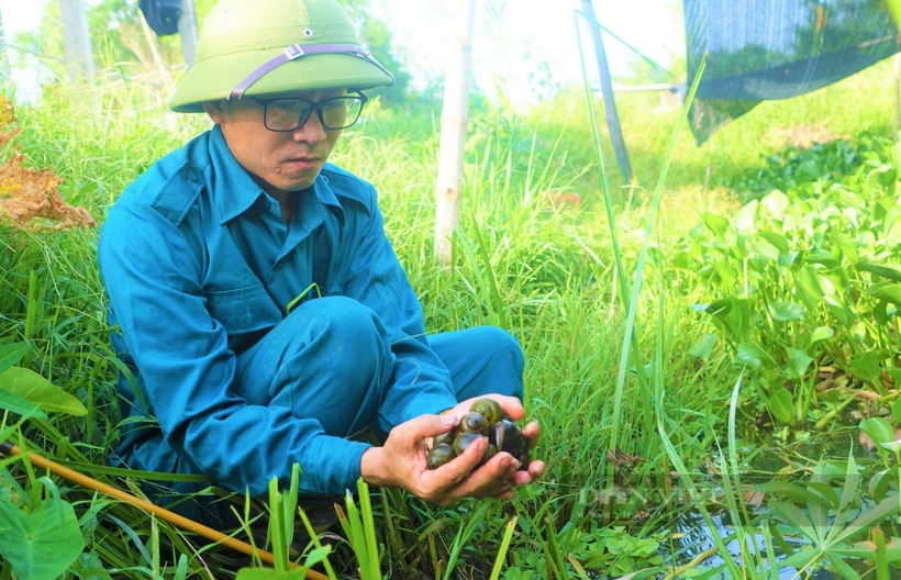 Ốc bươu đen chịu nóng kém, nên phải thả thêm bèo vào ao để làm mát. Ảnh: Dân Việt