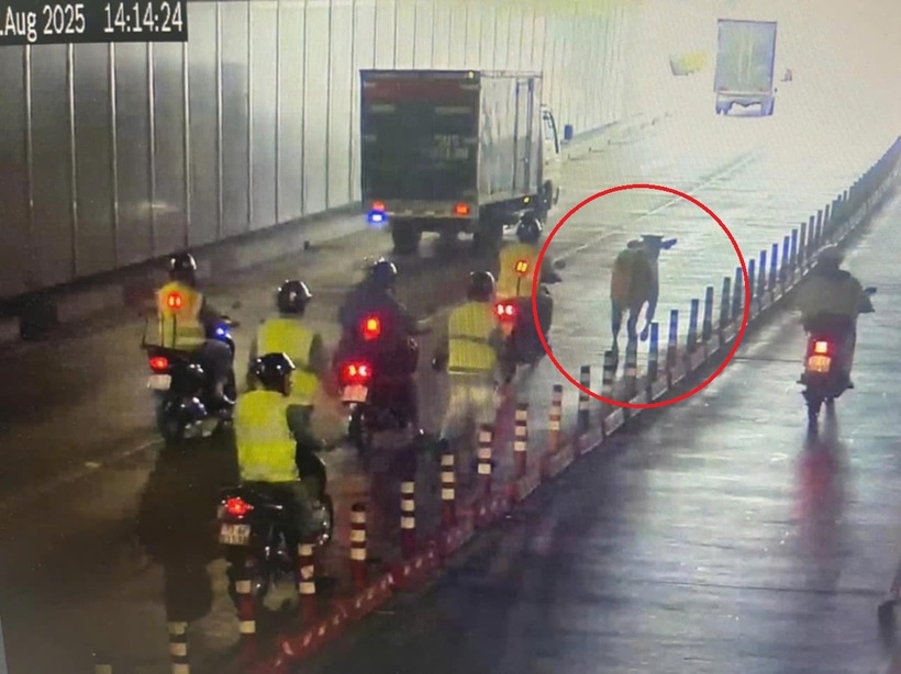 Con bò được dẫn dụ ra ngoài. Ảnh: Vietnamnet