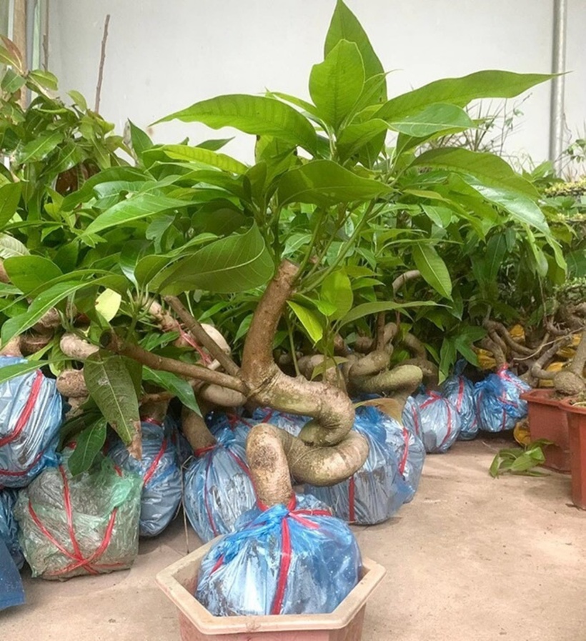 Tuỳ vào dáng thế và kích thước, tuổi đời mà giá bonsai xoài khác nhau. Ảnh: Tri Thức & Cuộc sống.