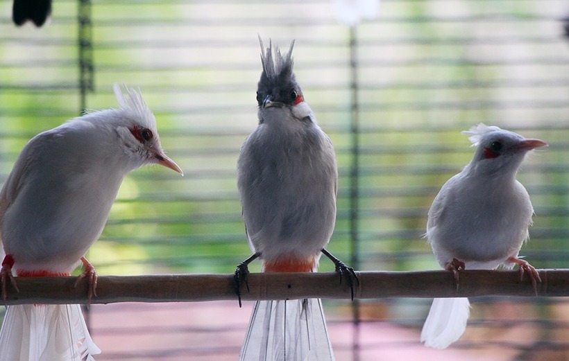 Cận cảnh những chú chim chào mào đẹp mắt tại trang trại của anh Vinh. Ảnh: VietNamnet