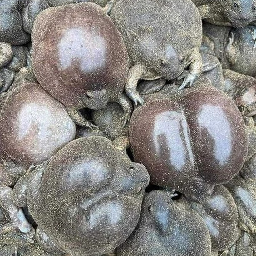 Mùa săn ếch òn chỉ diễn ra một lần trong năm, bắt đầu vào khoảng tháng 5, tháng 6 khi những cơn mưa đầu mùa đổ xuống.