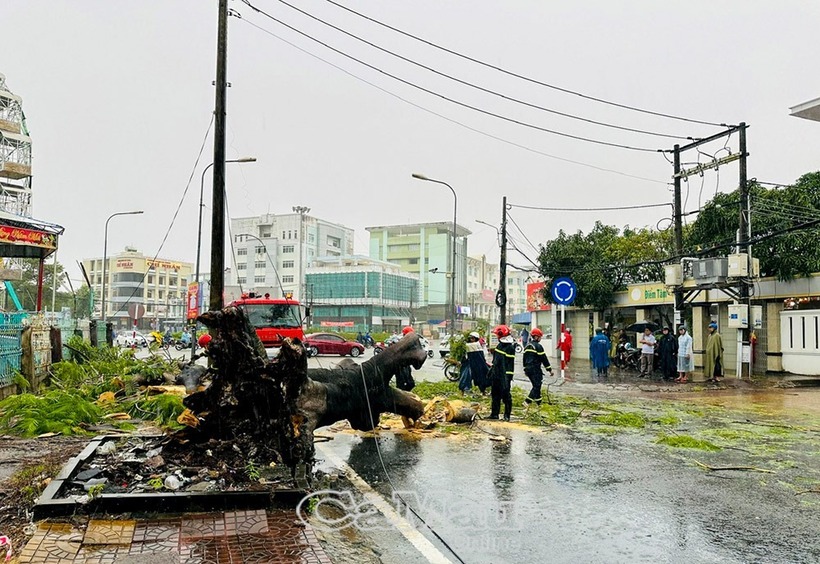 Gốc cây bật khỏi mặt đường. (Ảnh: Báo Cà Mau)