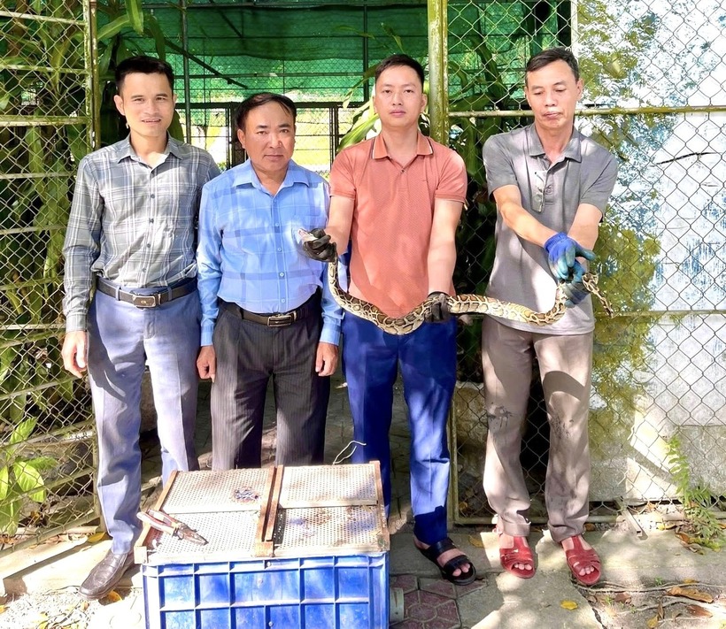 Cá thể trăn đất quý hiếm đã được bàn giao cho Vườn Quốc gia Vũ Quang. Ảnh: Đại Đoàn kết