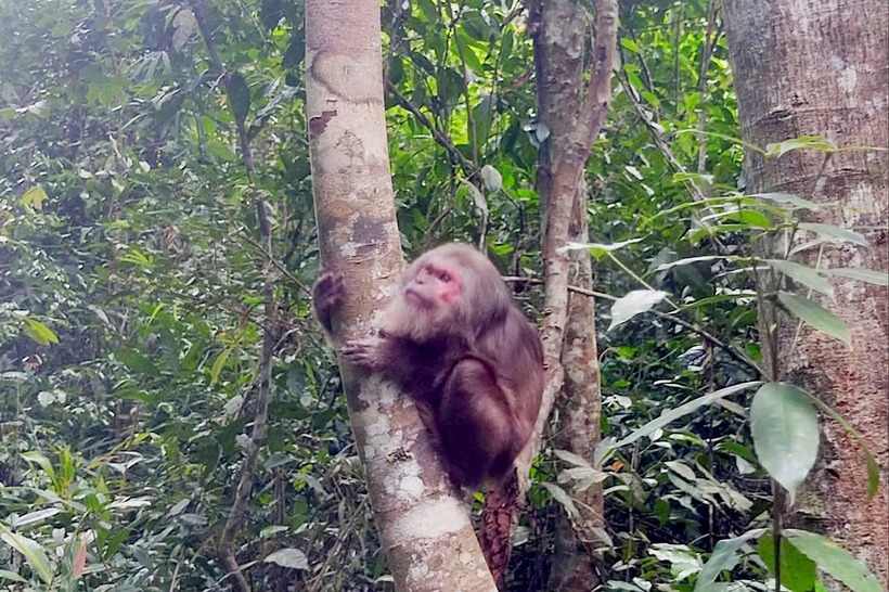 Sau khi được cứu hộ, cá thể khỉ mặt đỏ đã hồi phục sức khỏe và được thả về môi trường tự nhiên. (Ảnh: Báo Lâm Đồng)