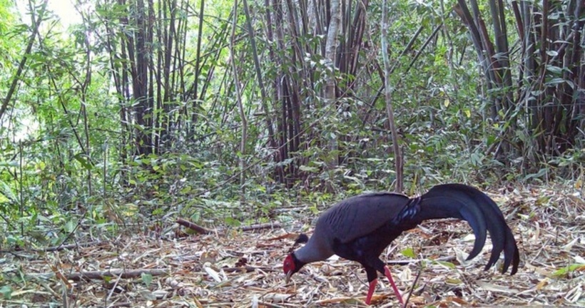 Gà lôi hồng tía.