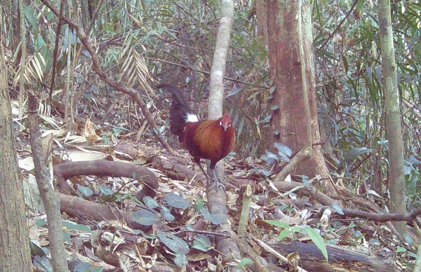 Gà rừng.
