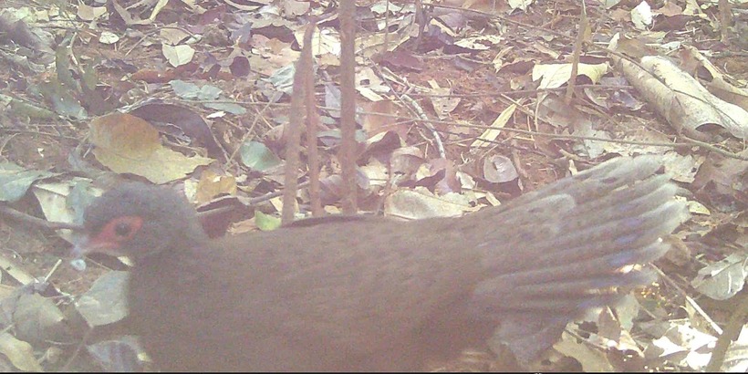 Gà tiền mặt đỏ