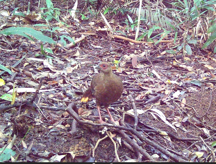 Gà tiền mặt vàng.