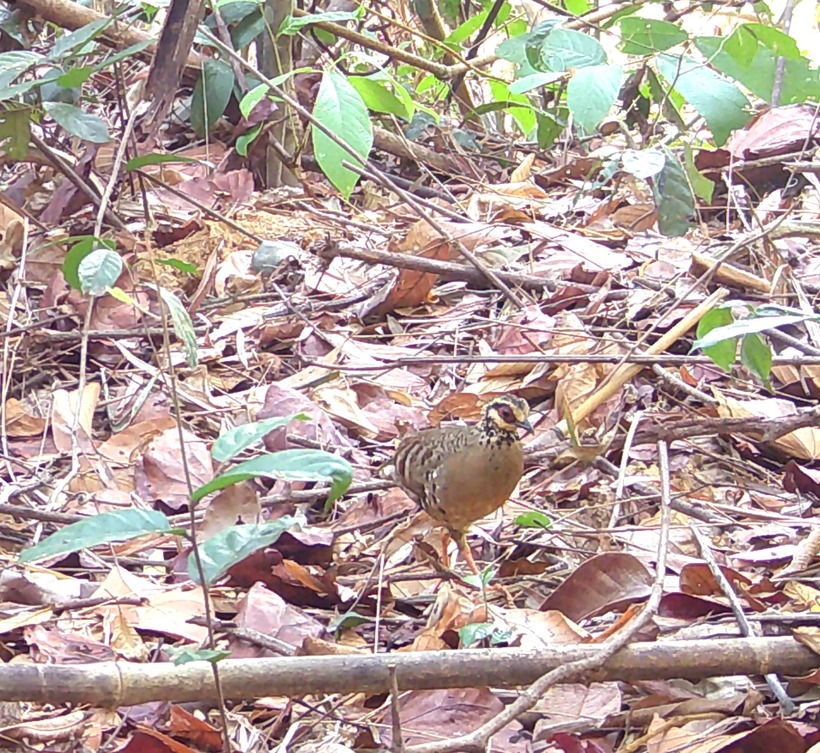 Gà so họng trắng.