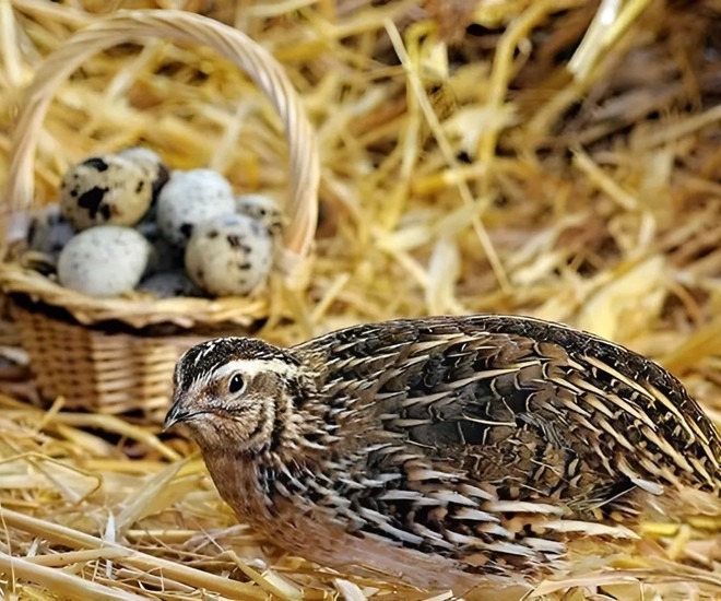 Chim cút là loài gia cầm đẻ trứng sớm và đẻ nhiều. Ảnh: Tri thức & Cuộc sống