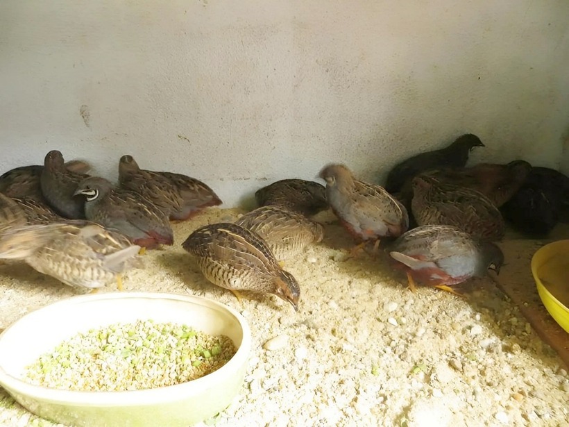 Đàn chim cút được chăm sóc tốt khi ở trong chuồng. Ảnh: Tri thức & Cuộc sống