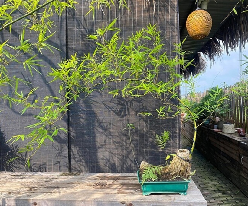 Ngày nay, dưới bàn tay tài hoa của nghệ nhân bonsai, cây tre mang một diện mạo mới. Từ những khóm tre bình dị, qua bàn tay tỉa tót và uốn nắn, tre đã trở thành những tác phẩm nghệ thuật sống động. Chúng có thể mang dáng huyền mềm mại buông thả, dáng trực hiên ngang, hay được tạo hình thành một lũy tre thu nhỏ, thậm chí uốn cong hình chữ S.