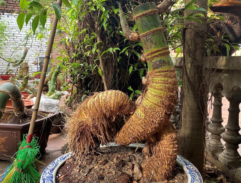 Anh H. cho biết, bonsai tre của anh có giá từ vài triệu đến hàng chục triệu đồng mỗi cây. Anh chia sẻ: "Dáng phôi càng độc đáo thì giá càng cao. Có những cây bonsai tre với phần đế gồ ghề do thiên nhiên tạo tác hoặc do mọt ăn, giá bán có thể lên tới 100 triệu đồng."