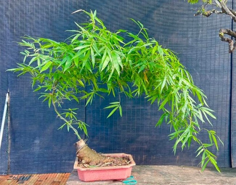 Giá của mỗi gốc bonsai tre dao động từ vài trăm nghìn đến vài triệu đồng, tùy vào dáng thế và mức độ công phu của nghệ nhân. Những cây sở hữu phôi độc lạ có thể có giá cao gấp ba, bốn lần. Đặc biệt, những dáng tre hiếm gặp như thân cong vặn xoắn, đốt san sát hay uốn lượn theo hình xoắn ốc được giới chơi cây cảnh săn lùng và có giá lên tới 70-80 triệu đồng.
