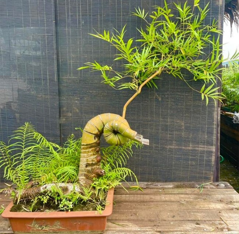 Những chậu bonsai tre mini thường được dùng để trang trí bàn trà, bàn làm việc hay cửa sổ, mang lại cảm giác an yên. Ngược lại, những gốc tre bonsai có kích thước lớn, dáng độc đáo lại trở thành "báu vật"