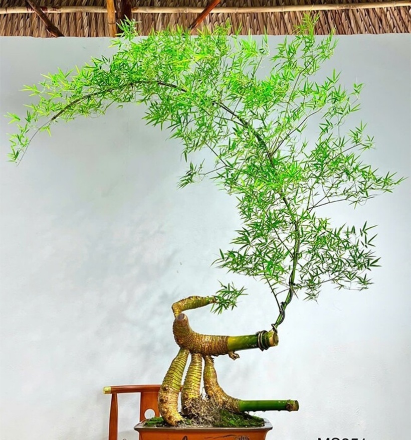 Tiếp đó, anh H. ngâm xơ dừa vào dung dịch kích rễ và ủ phôi trong 6 giờ. Sau đó, anh trồng phôi vào hỗn hợp đất đã được trộn sẵn gồm đất thịt, cát, vỏ trấu, xơ dừa và rêu. Anh H. chia sẻ thêm: "Tôi tưới nước đều đặn mỗi ngày, đặt chậu ở nơi có nắng sớm và che mát vào buổi trưa, chiều."