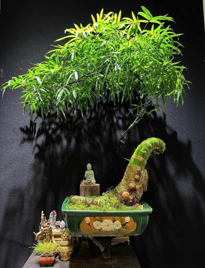 Theo anh H., để có được một tác phẩm bonsai tre đẹp, anh phải cất công tìm mua phôi tre từ những vùng sâu, vùng xa. Anh chia sẻ: "Bonsai tre có giá trị cao đòi hỏi phôi phải là loại tre bánh tẻ, có màu xanh đẹp, không quá non cũng không quá già và đặc biệt là ít sâu bệnh. Sau khi mang về, chúng tôi sẽ tỉa bớt rễ già, chừa lại không gian cho rễ non phát triển. Lưu ý, không nên tỉa hết rễ mà phải giữ lại những rễ còn sống và không bị dập nát."