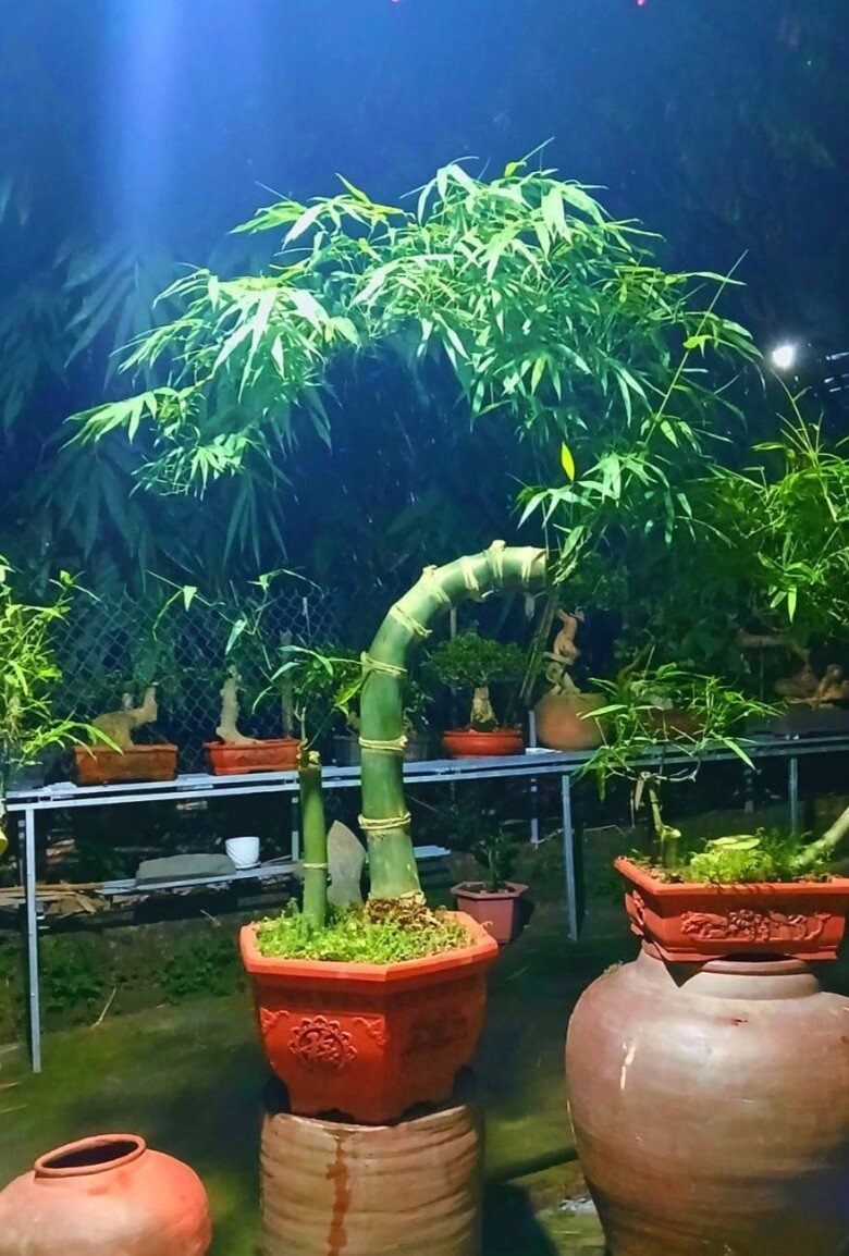 Anh H. kể lại: "Năm 2022, tôi tình cờ thấy bonsai tre trên mạng xã hội. Những cây tre này có phần gốc đẹp, hình dáng độc đáo như bonsai lâu năm với thân mềm mại, rũ xuống. Sau một thời gian tìm hiểu, tôi nhận ra tiềm năng của loại cây này vì chúng không tốn công chăm sóc. Vì vậy, tôi đã mở rộng việc trồng để nâng cao thu nhập."