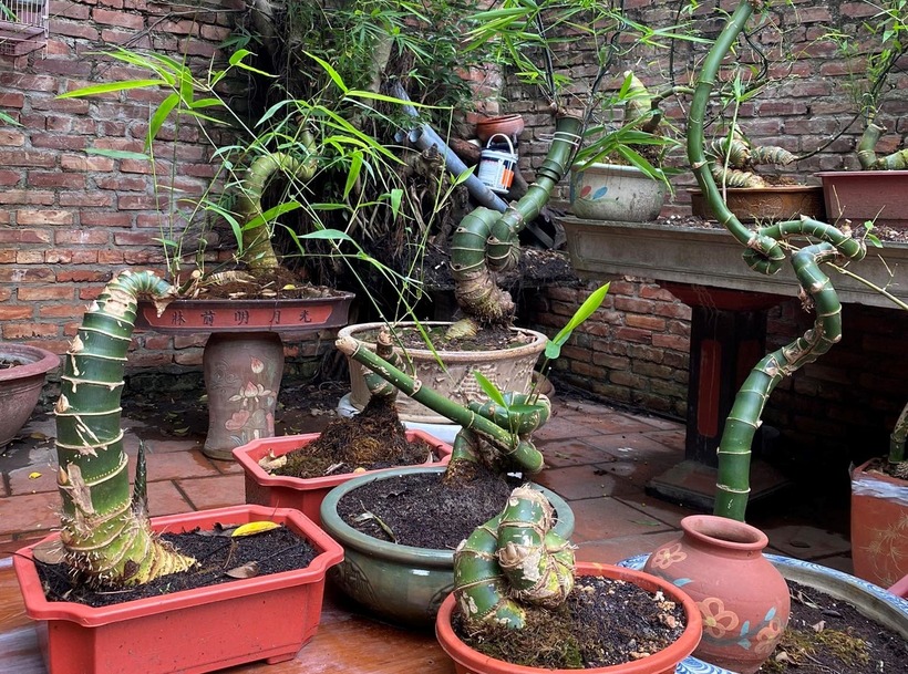 Từ xưa đến nay, cây tre đã trở thành một phần không thể thiếu trong đời sống làng quê Việt Nam. Hình ảnh lũy tre xanh rì, rì rào trong gió không chỉ là biểu tượng của sự che chở, mà còn đi sâu vào tiềm thức, ca dao và thơ ca, đại diện cho sức sống bền bỉ và kiên cường. Tre mọc thẳng, rễ bám sâu, hiên ngang trước mọi giông bão.