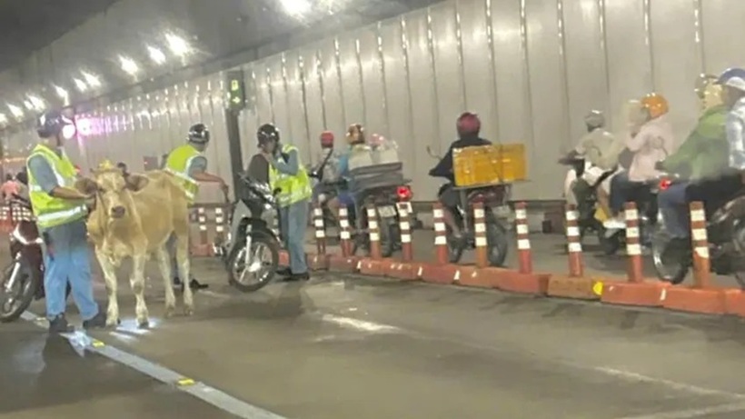 Con bò đi lạc vào hầm Thủ Thiêm ngày 15/8. Ảnh: PLO