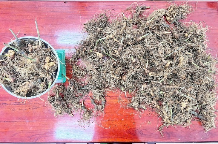 Công an đã thu giữ 273 gốc Sâm Ngọc Linh nặng 7,2 kg. Ảnh: Báo Tuổi trẻ.